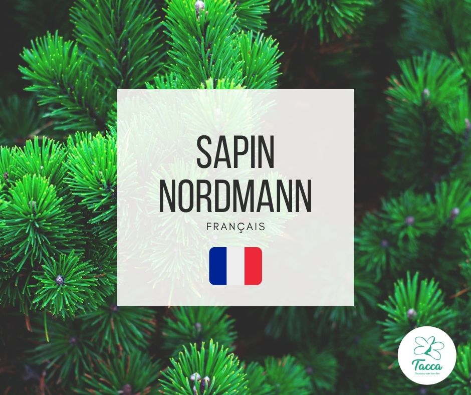 Sapin Nordmann de Dordogne