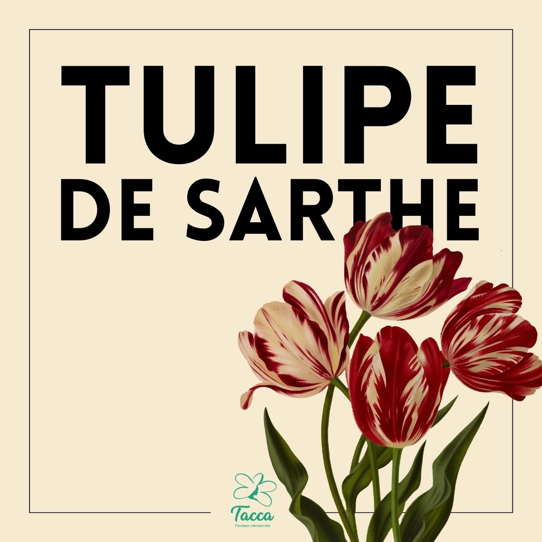 Tulipe de Sarthe