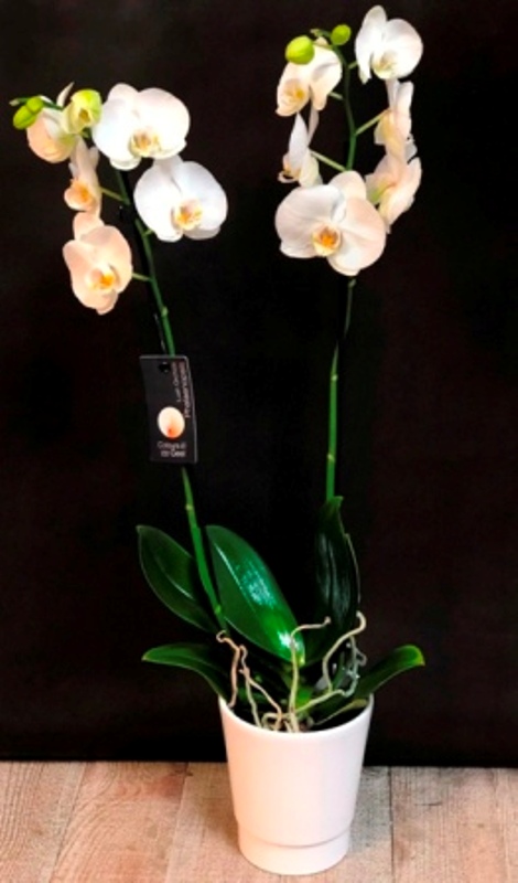 orchidée fleurs fleuriste 