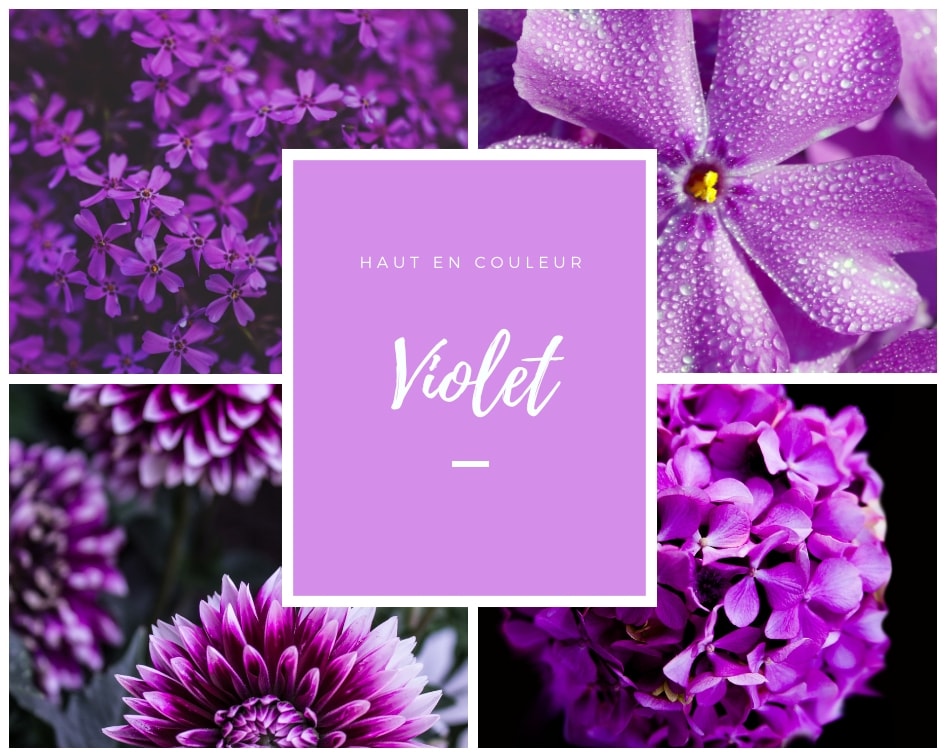 Fleurs tons violet